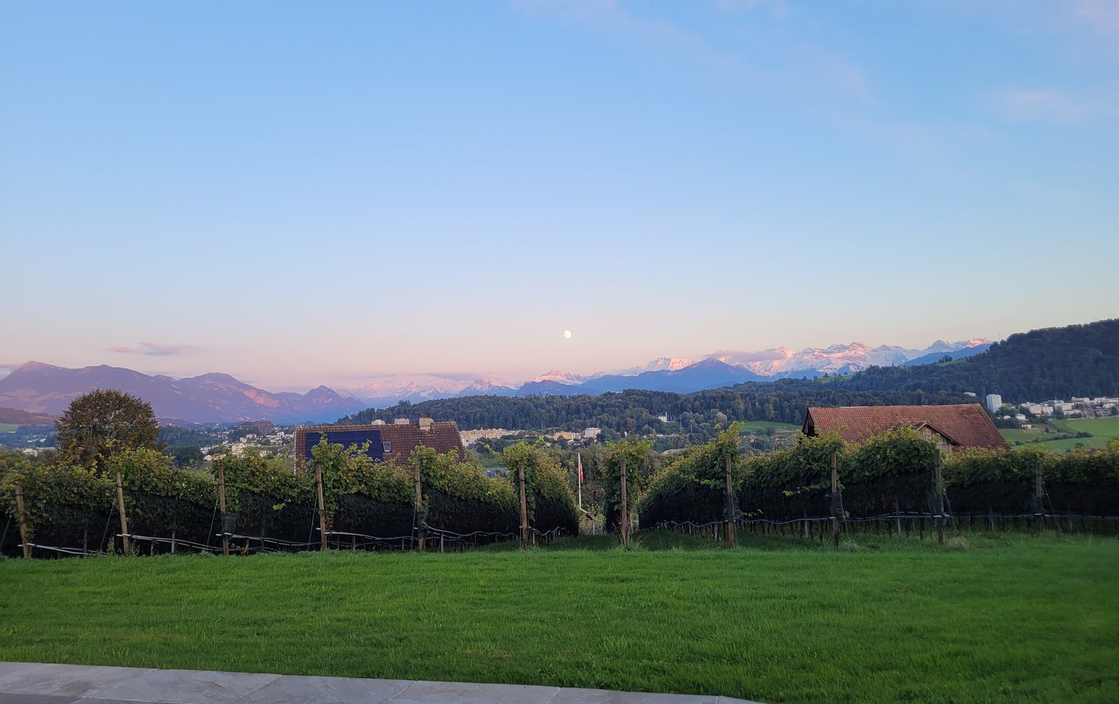Blick über die Reben am Littauer-Berg in der Abenddämmerung, mit Mond, Luzern und den Alpen im Hintergrund